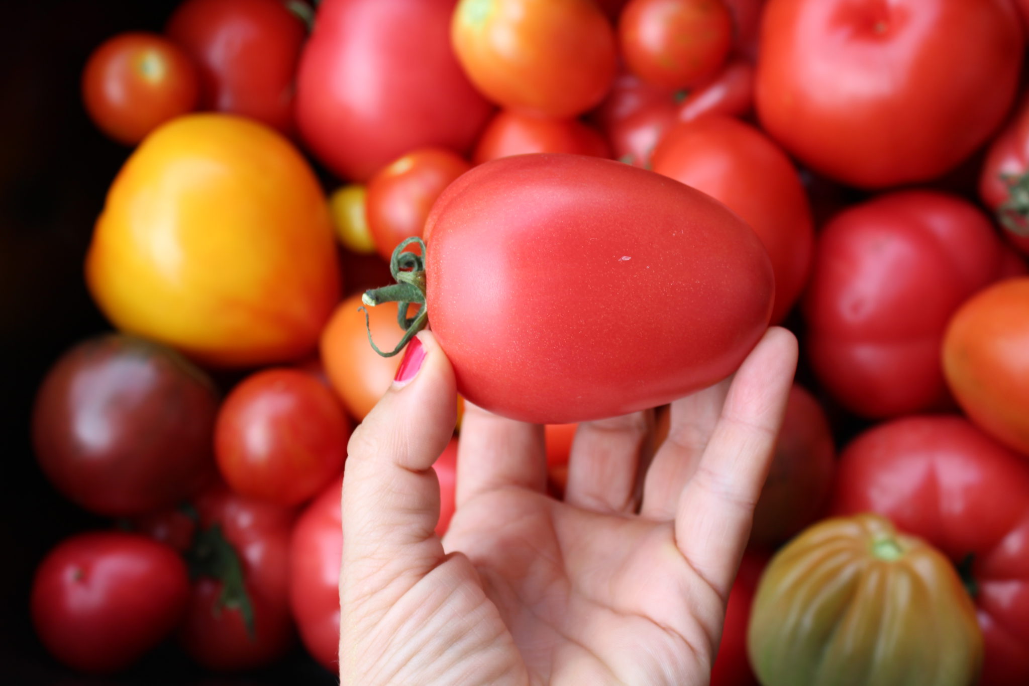 Rynek pomidorów w Europie. Odczuwalne spadki cen w sierpniu