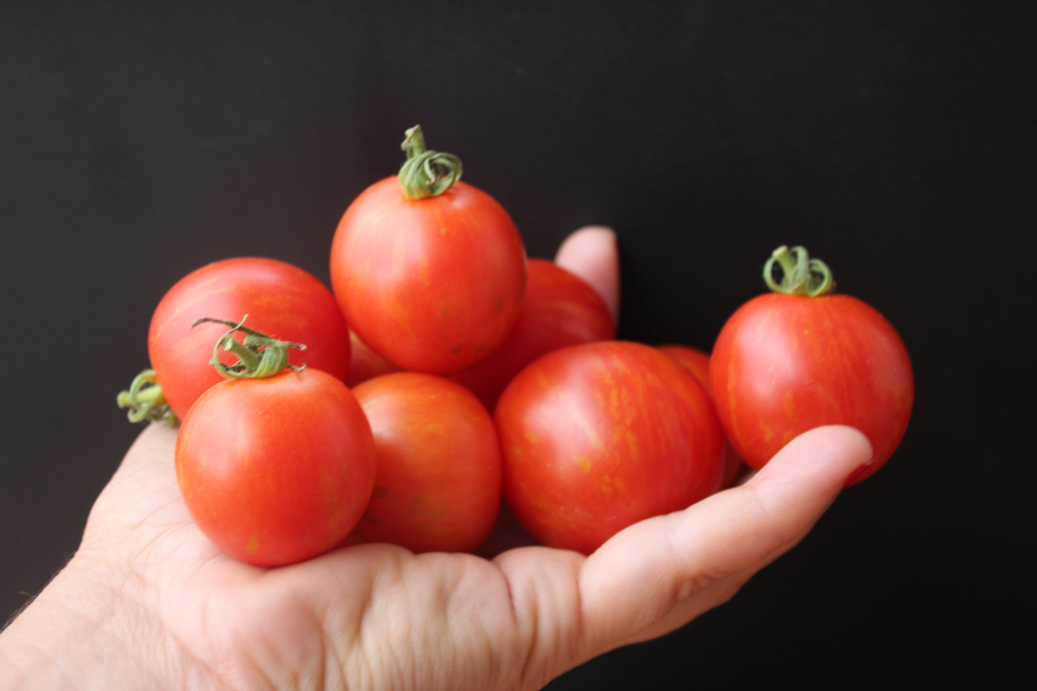 Wysokie ceny pomidorów w Europie