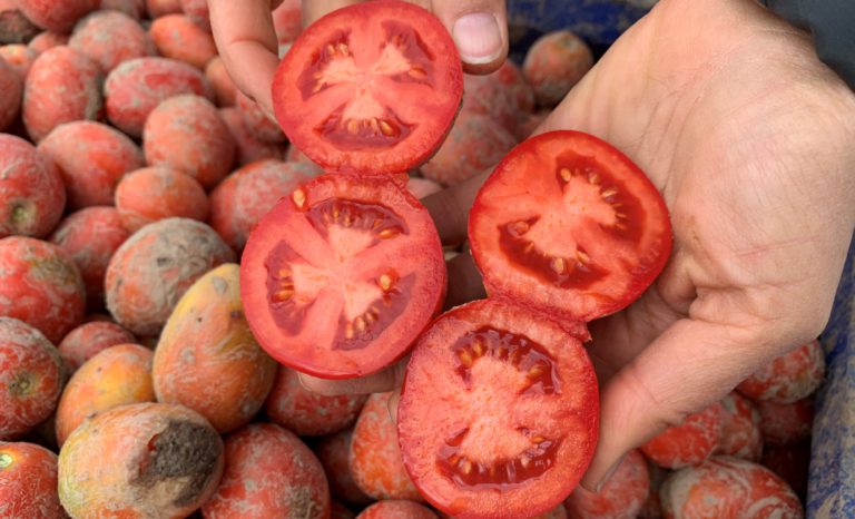 Pomidor pod kombajn – VIDEO