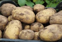 Optimum Bulb do zaprawiania ziemniaków firmy Ad Terram [VIDEO]