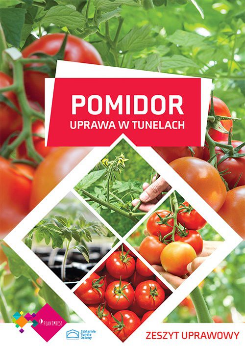 Pomidor - uprawa w tunelach