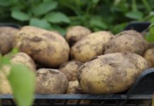 Pierwsze młode ziemniaki na rynku. Jak kształtują się ich ceny? [08.05.2023]