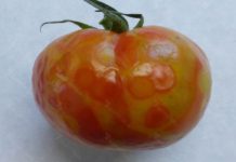 Wirusy w uprawach pomidora