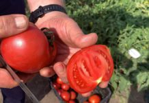 4 odmiany pomidora gruntowego [VIDEO]