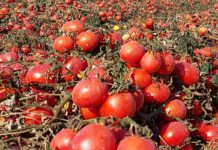 Organiczny lakier z … wytłoków po pomidorach