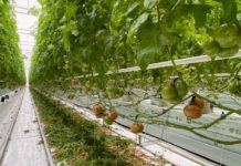 Equifort F1 – wigor i balans w uprawie pomidorów