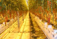 40% mniej nasadzeń doświetlanego pomidora w Danii