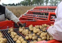 Ukraińscy producenci prognozują wysokie zbiory ziemniaków. Upatrują szans w eksporcie do UE