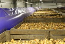 Produkcja cebuli – podsumowanie sezonu 2021
