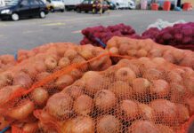 Ceny cebuli kierują się w dół. Niezwykle trudna sytuacja rolników [09.10.2023]