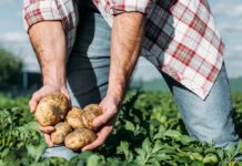 Młode ziemniaki z Izraela trafią w tym roku wcześniej do Europy
