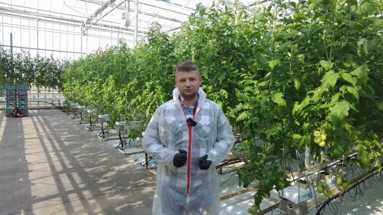 Kondycja upraw pomidorów szklarniowych w rejonie kaliskim 16 marca 2022