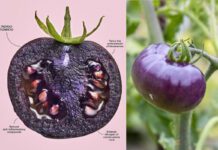 Genetycznie modyfikowany fioletowy pomidor
