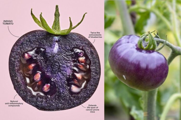 Genetycznie modyfikowany fioletowy pomidor