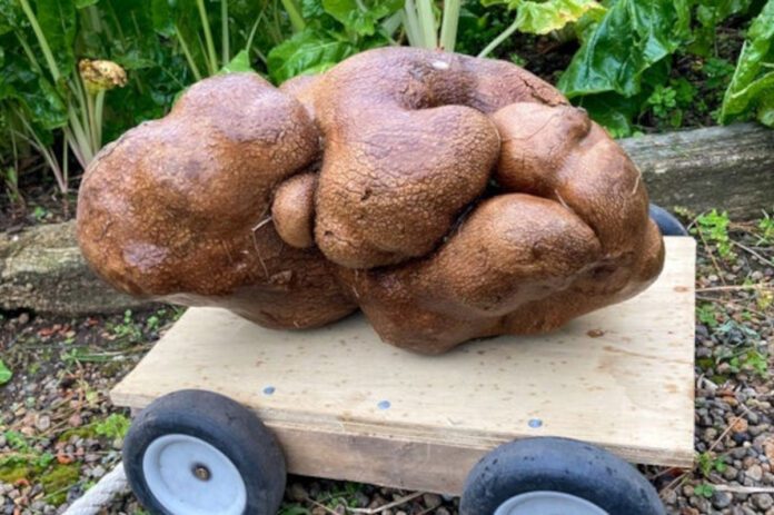 Największy ziemniak na świecie