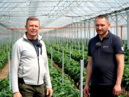 Tunelowa uprawa papryki w gospodarstwie Romana Sobczaka