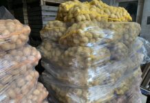 Ile ziemniaków Polska wysyła do Uzbekistanu?