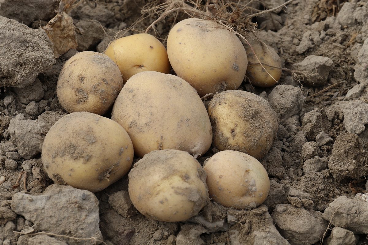 bulwy ziemniaka