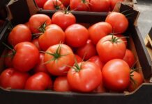 Ceny pomidorów i ogórków na rynku hurtowym. Na ile może liczyć producent? [1.06.2022]