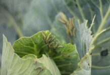 AFFIRM – na gąsienice w warzywach