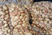 Młode ziemniaki importowane z Majorki, Maroka, Włoch, Grecji, Cypru i Egiptu… [22.05.2023]