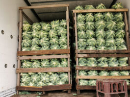 Ceny młodych warzyw rynek hurtowy Bronisze
