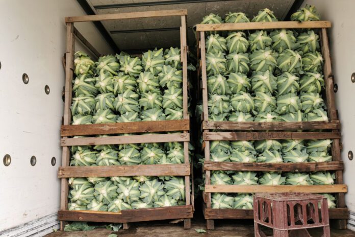 Ceny młodych warzyw rynek hurtowy Bronisze