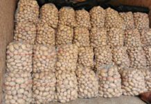 Importowane ziemniaki powracają na rynek hurtowy w Broniszach [30.11.2022]