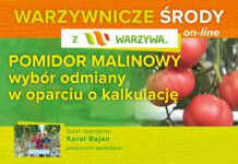 Pomidor malinowy – wybór odmiany w oparciu o kalkulację