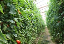 Tomato mottle mosaic virus. Zagrożenie dla upraw pomidorów i papryki w Europie