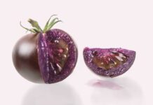 Pora na fioletowego pomidora
