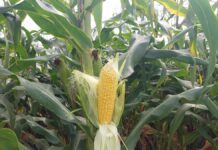 Uwaga na stonkę w kukurydzy