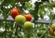 Niekontrolowany import i polityka UE… Sektor pomidorów zagrożony
