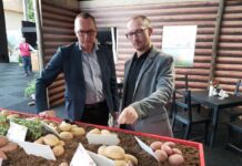 Nowe odmiany ziemniaków w Holandii
