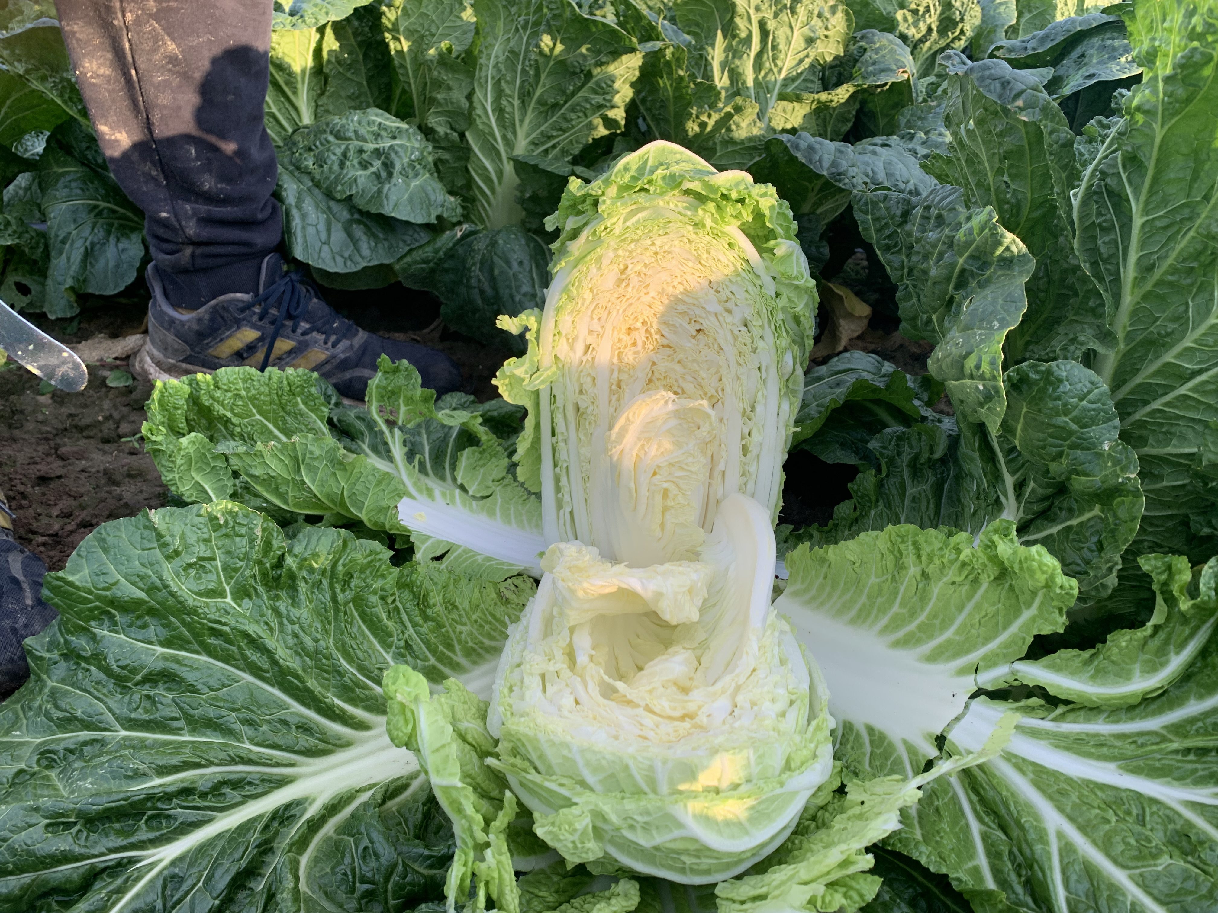 Wapń – klucz do zdrowotności i trwałości warzyw