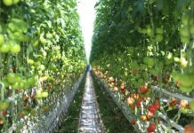 Drastyczne zmiany na rynku pomidorów w Unii Europejskiej