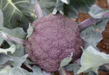 Czy Purple Magic zrewolucjonizuje rynek brokułu?
