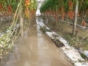Zniszczona uprawa pomidorów szklarniowych