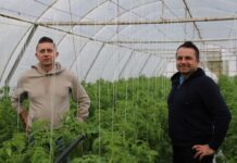 Uprawa pomidorów tunelowych w Ładnej – początek sezonu