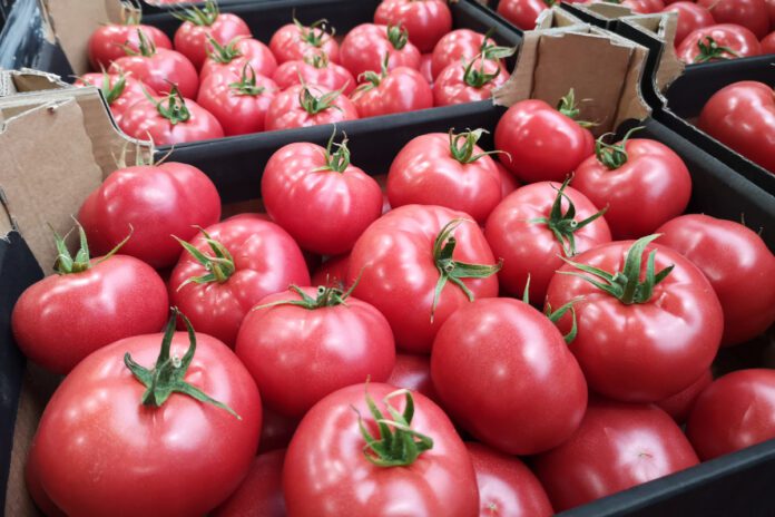 Aktualne ceny polskich pomidorów