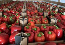 Import owoców i warzyw bez świadectw fitosanitarnych