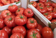 Ceny pomidorów kierują się w dół [22.05.2023]