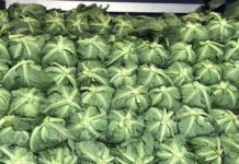 Aktualne ceny warzyw kapustnych na “Rybitwach” – 16.05.2023