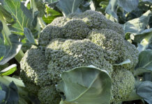 Mrożone brokuły i nie tylko… Co ma znaczenie w uprawie warzyw i owoców do mrożenia? Przemysław Ciesielski, CK Frost [VIDEO]