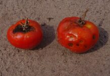 Antraknoza czy alternarioza na pomidorze?