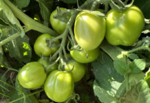 Pomidor gruntowy do przetwórstwa
