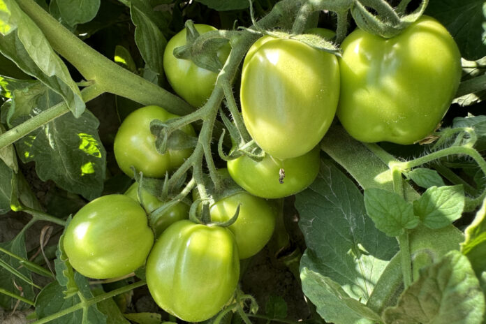 Pomidor gruntowy do przetwórstwa