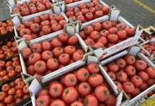 Aktualne ceny pomidorów na rynku w Broniszach [16.08.2023]