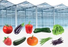 Insektycyd warzywny Verimark® 200 SC niezbędny w szklarniach