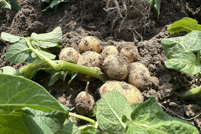 Plantacja ziemniaków